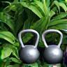 Gym equipment and green plants